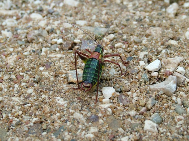 Ortottero: Barbitistes sp.